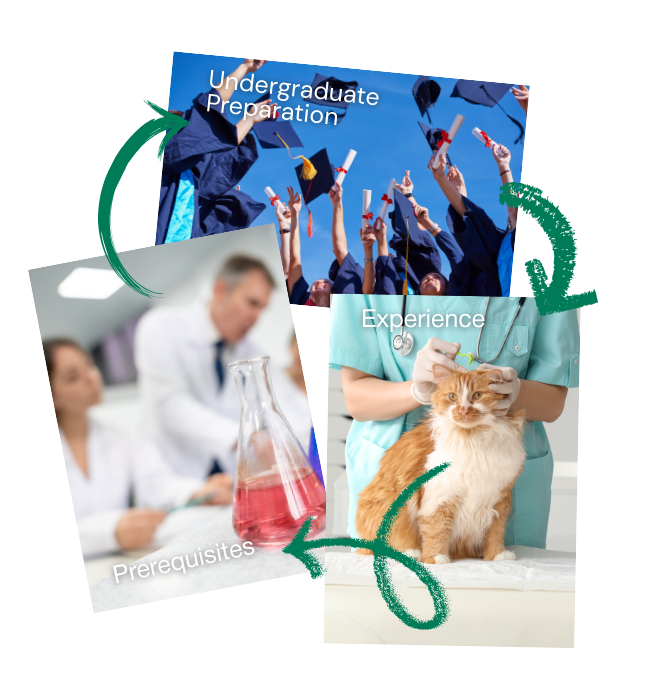 VMCAS Made Simple: What You Need to Know for Vet School Applications